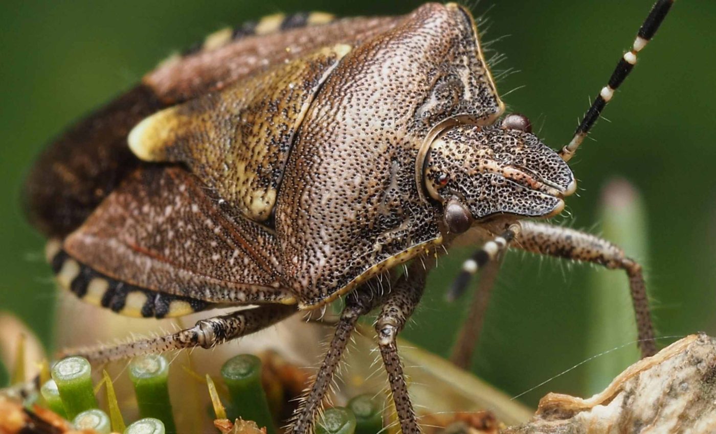 Confirmed case of plague in California potentially caused by flea bite