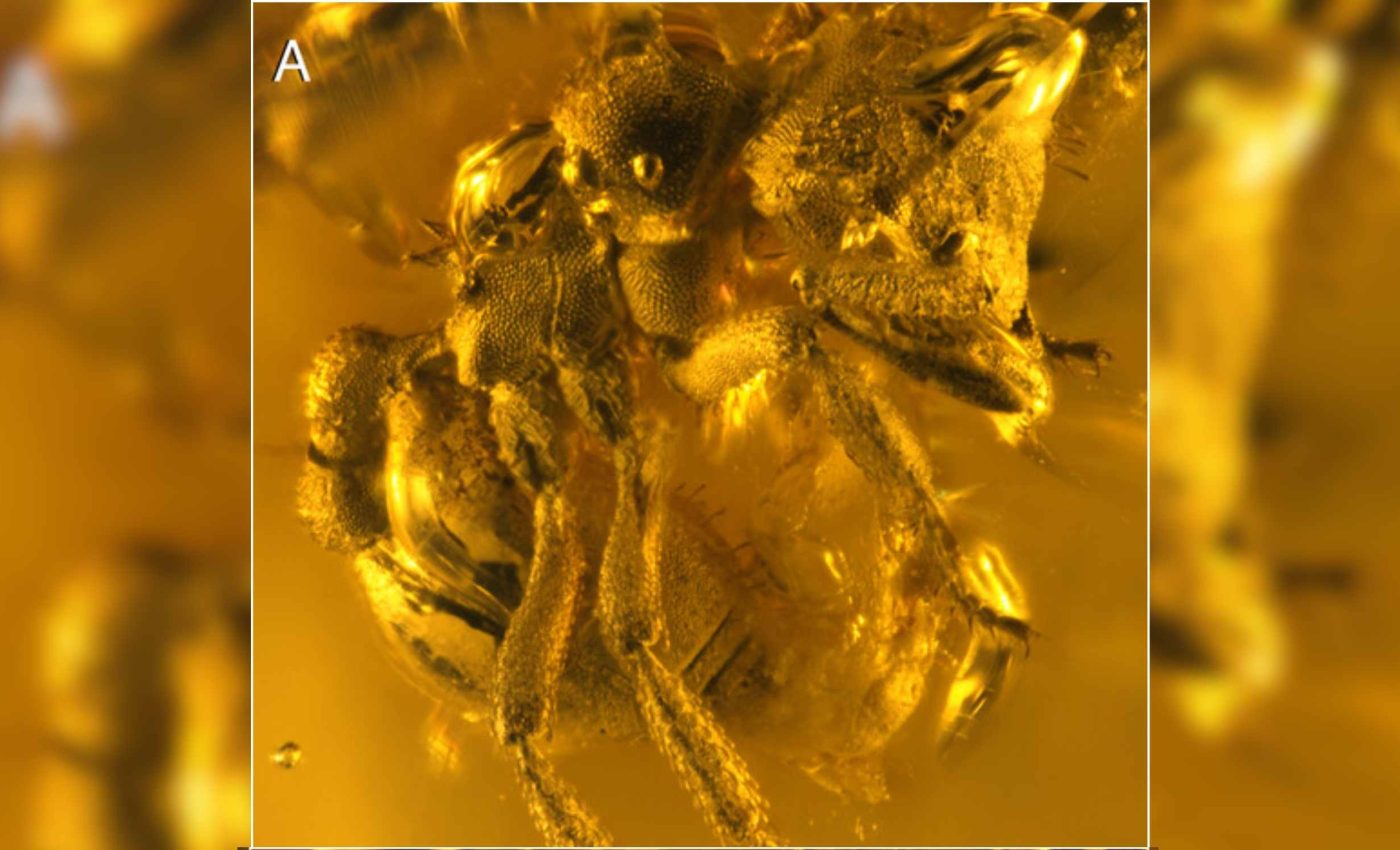Scientists find ant fossil is so rare they compare it to finding a diamond