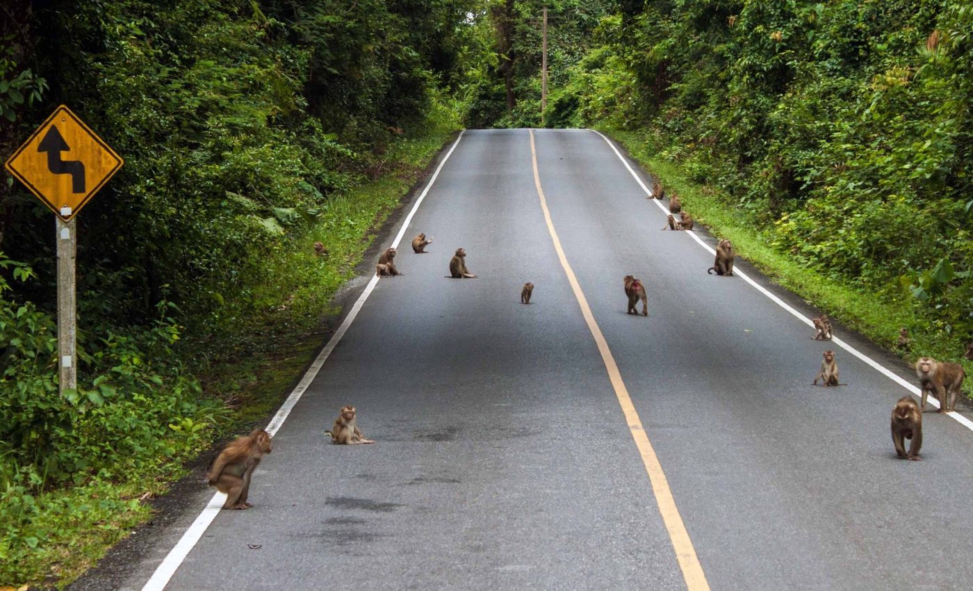 Extensive survey of highway animal deaths reveal 'remarkable carnage'