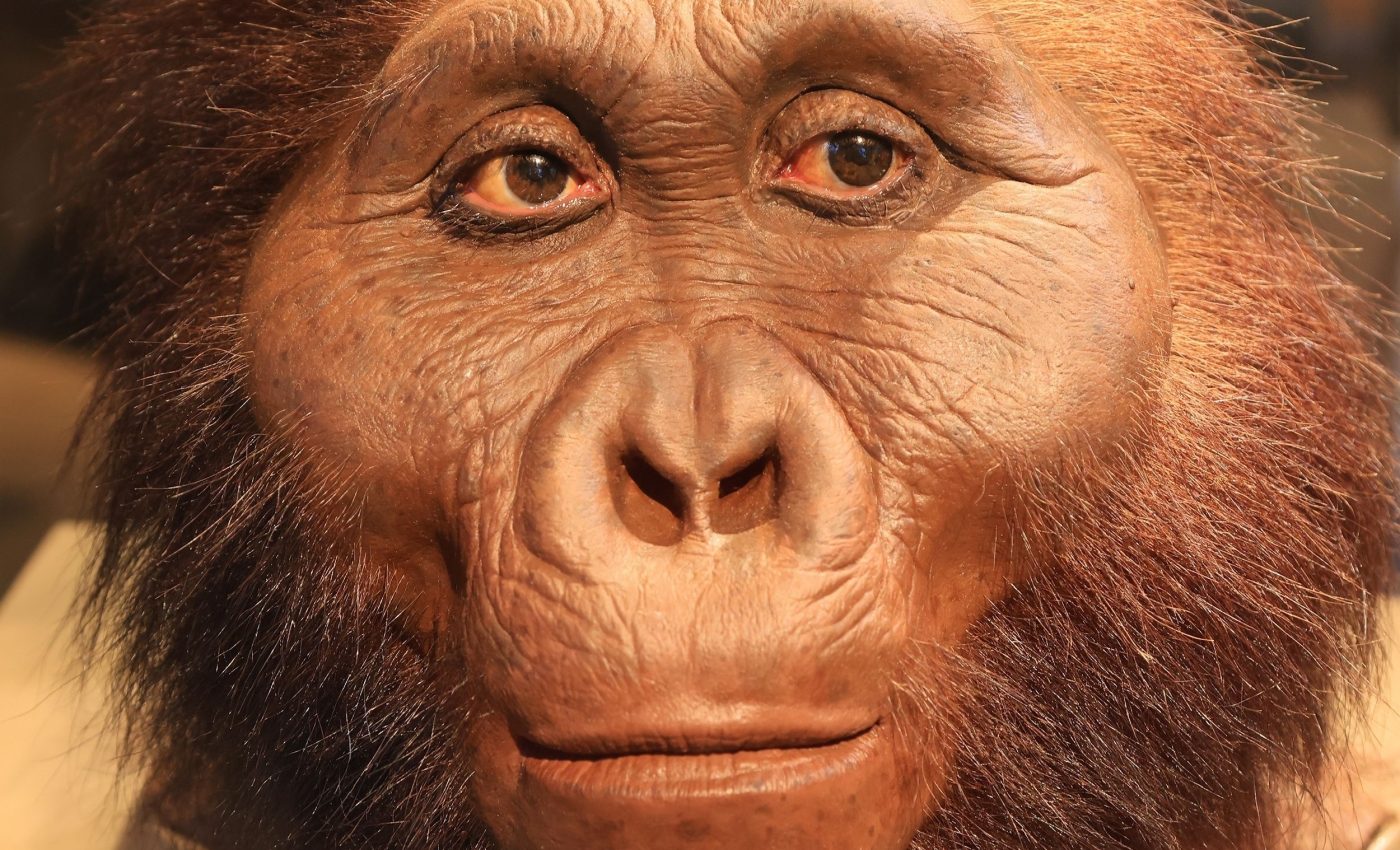 Early hominins were more skilled with their hands than we thought
