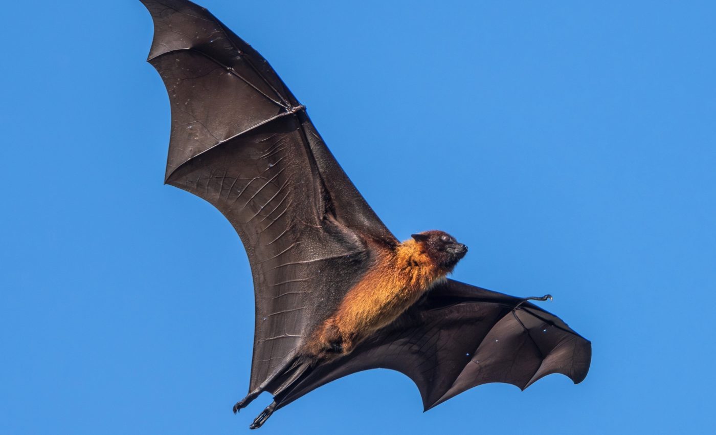 Bat brains map the world like living GPS systems