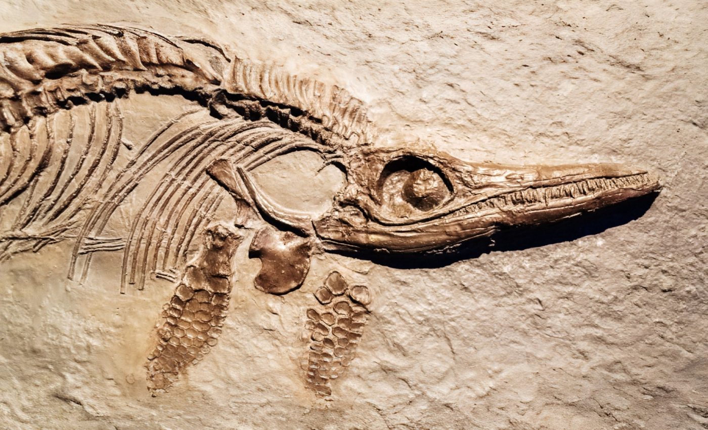 Ancient sea creatures may have used magnetic particles to navigate oceans