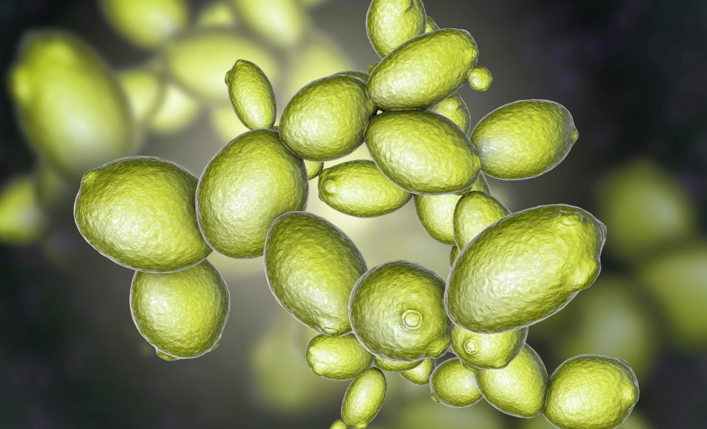 Could life survive on Mars? Yeast offers a clue