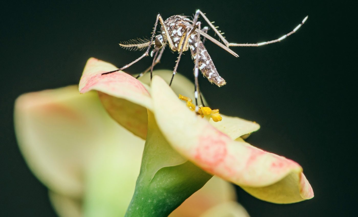 Fungus that smells like flowers could help wipe out mosquitoes