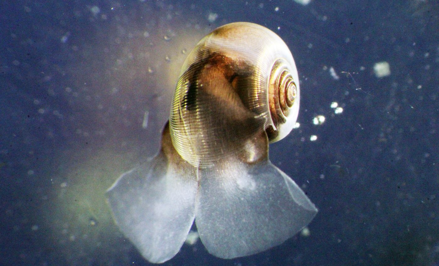 Tiny ocean shells play a huge role in regulating Earth’s climate