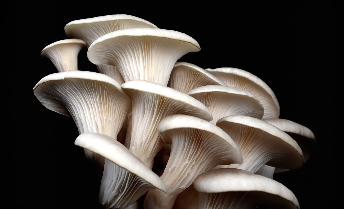 Future computers could grow their own memory - from mushrooms