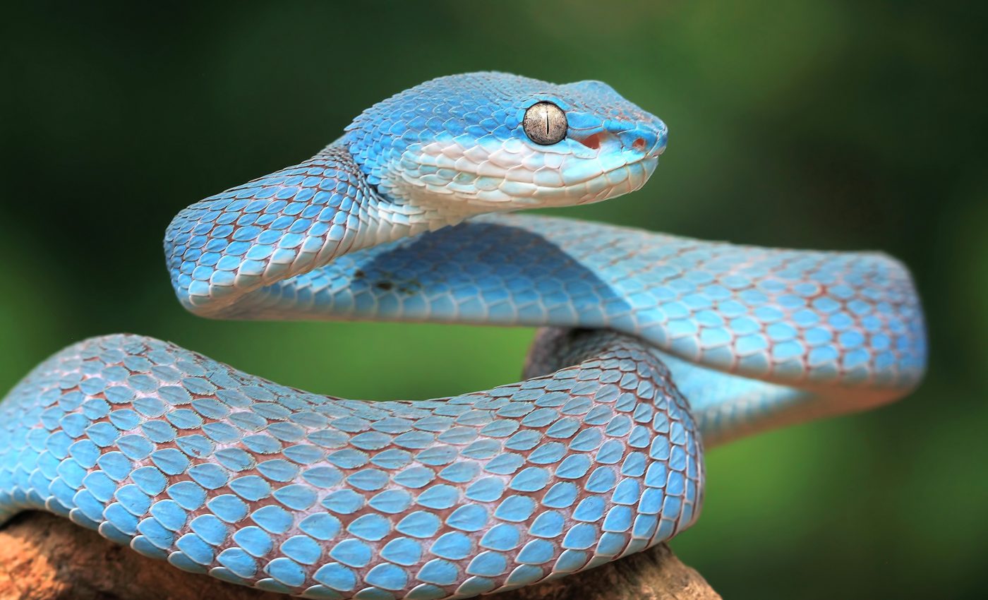 Outsmarting disease: Why snakes and other reptiles pee crystals