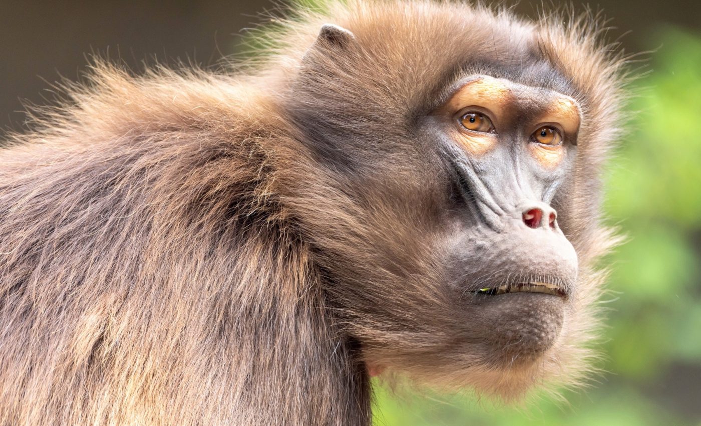 Are we witnessing Earth's sixth mass extinction? Fears may be overstated