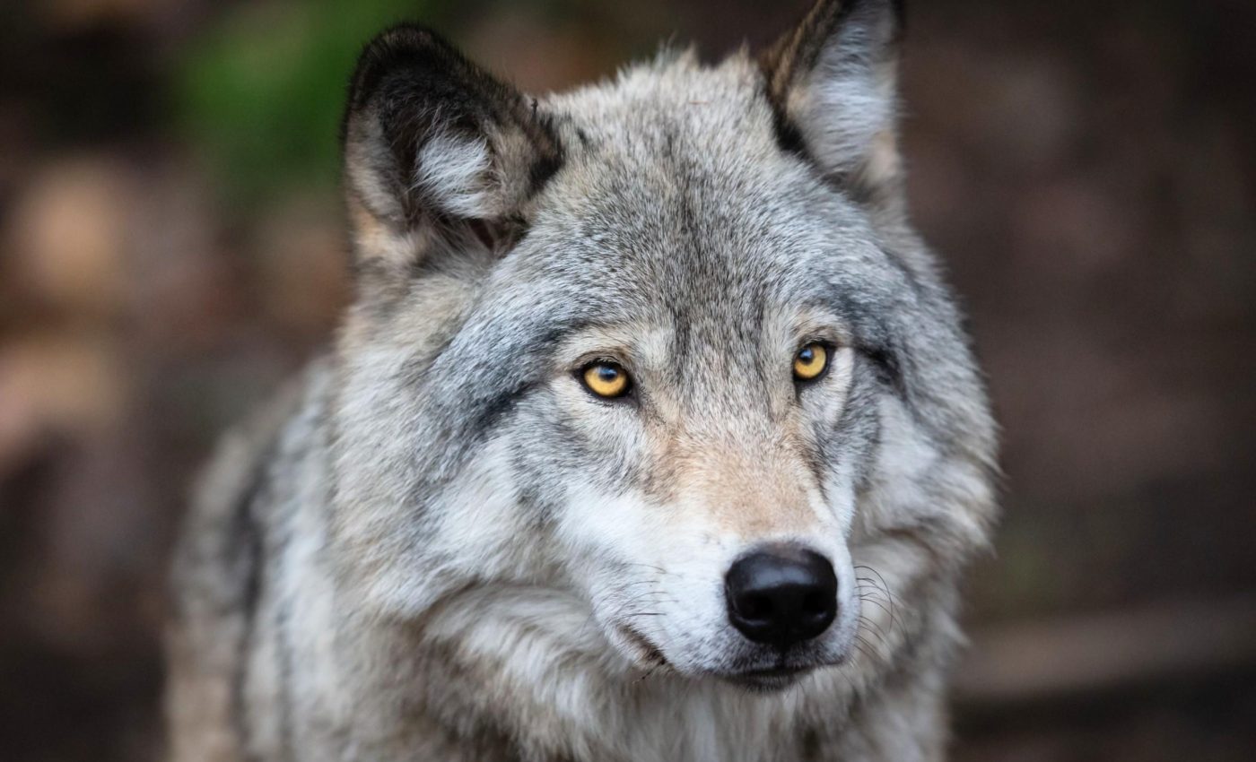 Gray wolves along Alaska’s coast are turning to the sea for prey