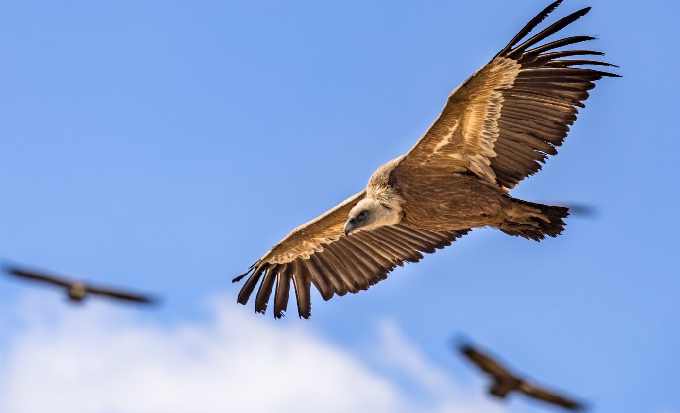 Humans were born scavengers - and it changed our evolution