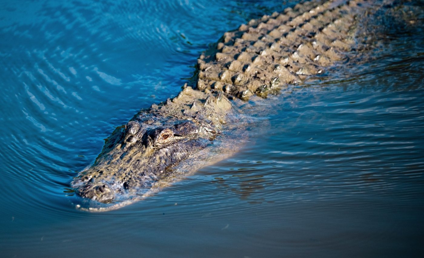 Ancient reptiles grew bigger by changing their posture