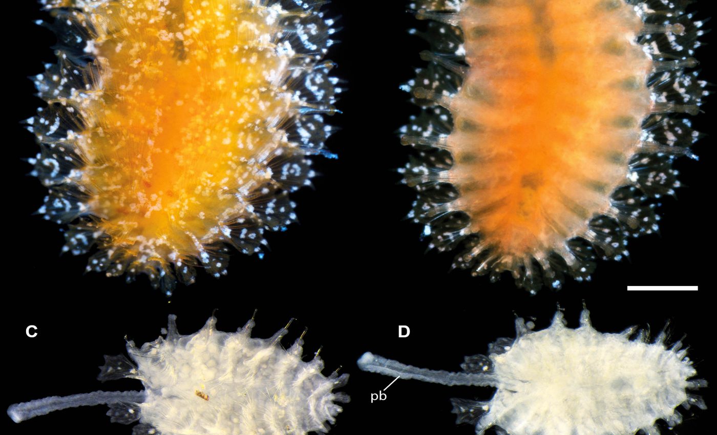 Scientists are racing to name ocean species before they vanish
