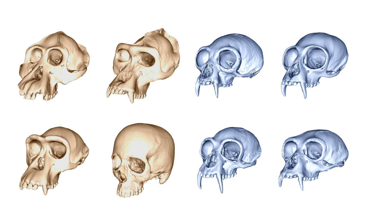 New 3D skull study shows humans evolved faster than any other ape