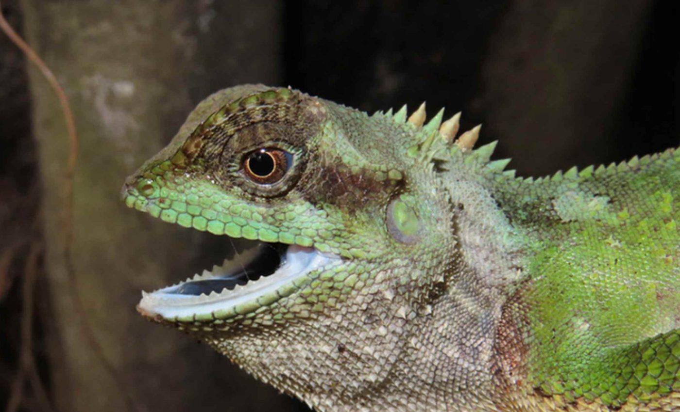 New lizard species discovered with sharp, knife-like spines