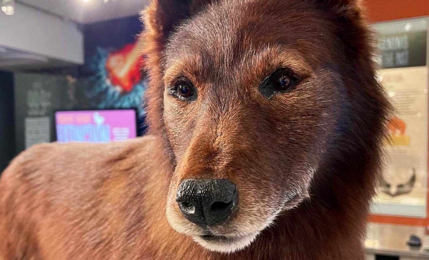 Science reveals the genetic secrets of Alaska's canine hero, Balto, after 100 years