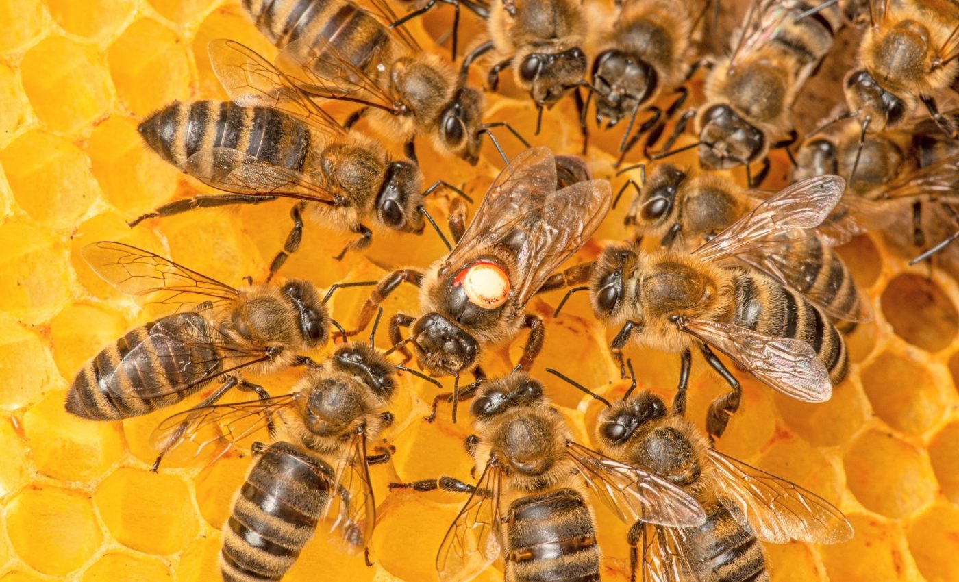 Why honey bee colonies are revolting and overthrowing their queens