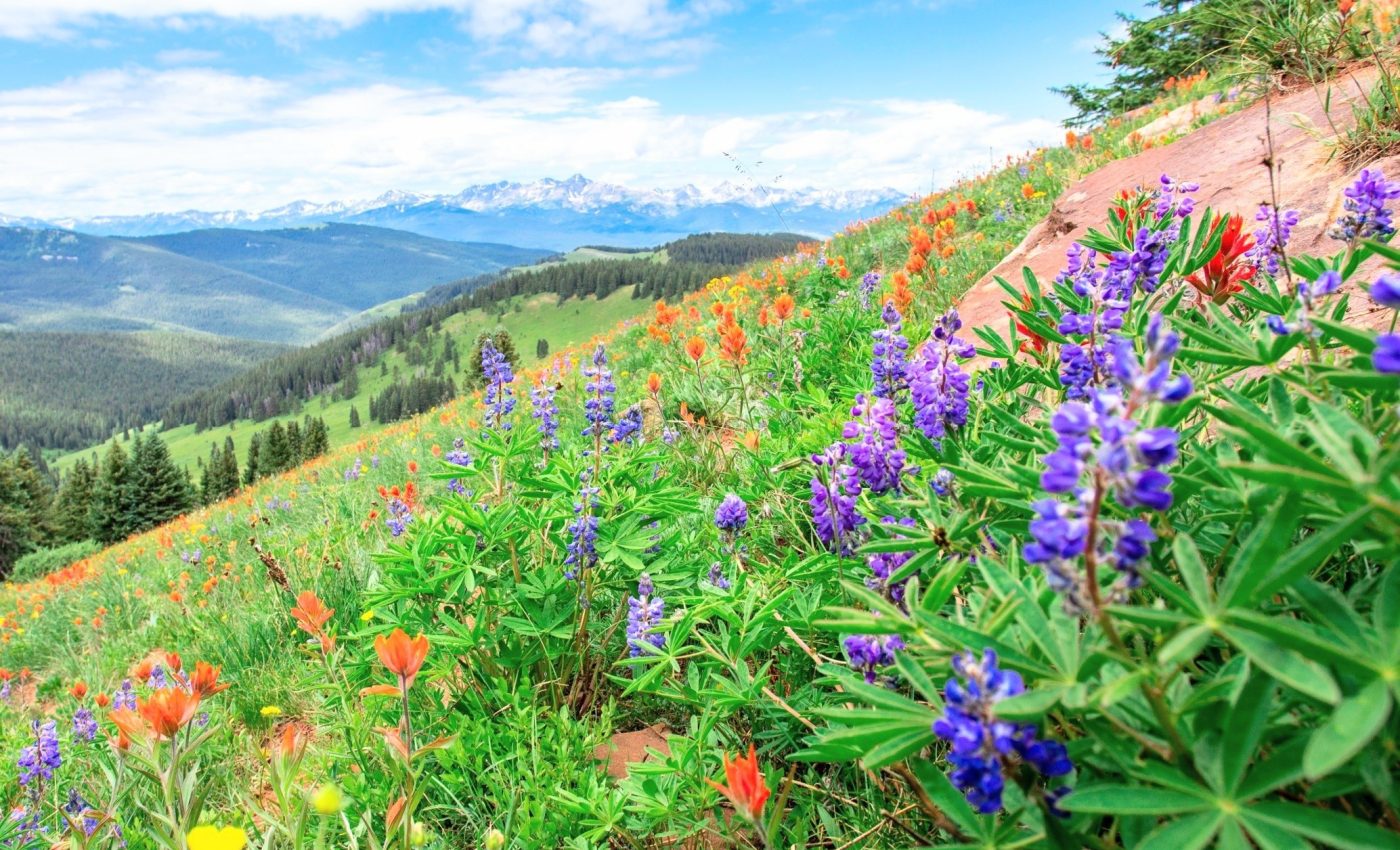 Warming climate is pushing alpine flowers to bloom early