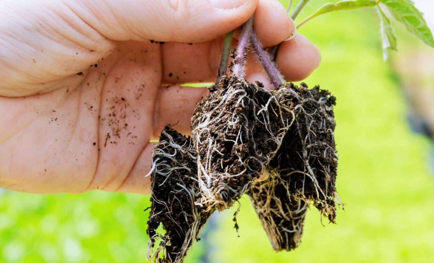 Plants have a secret way of 'breathing' beneath the soil