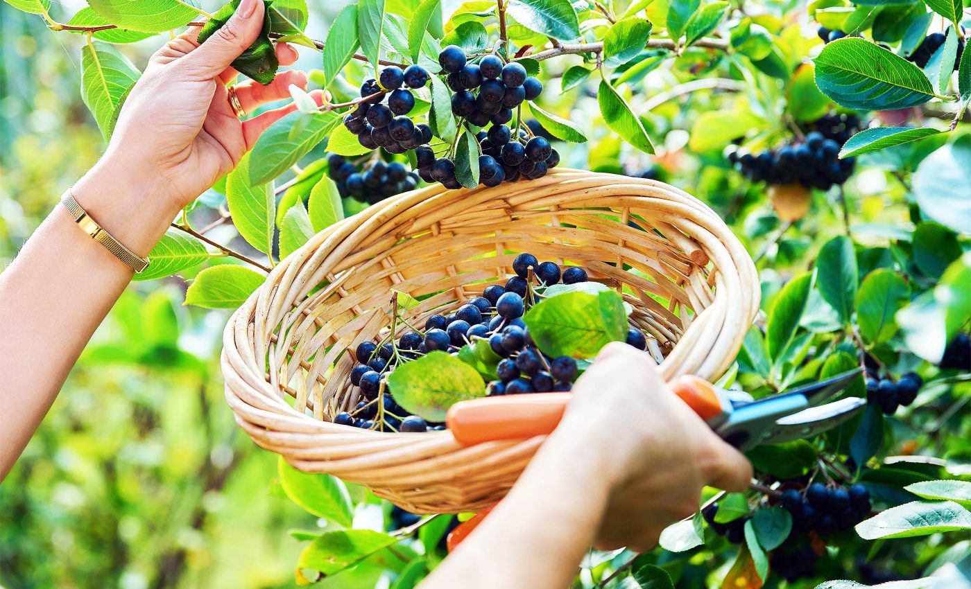 Vitamin-packed fruit called 'black gold' lowers blood sugar and blood pressure