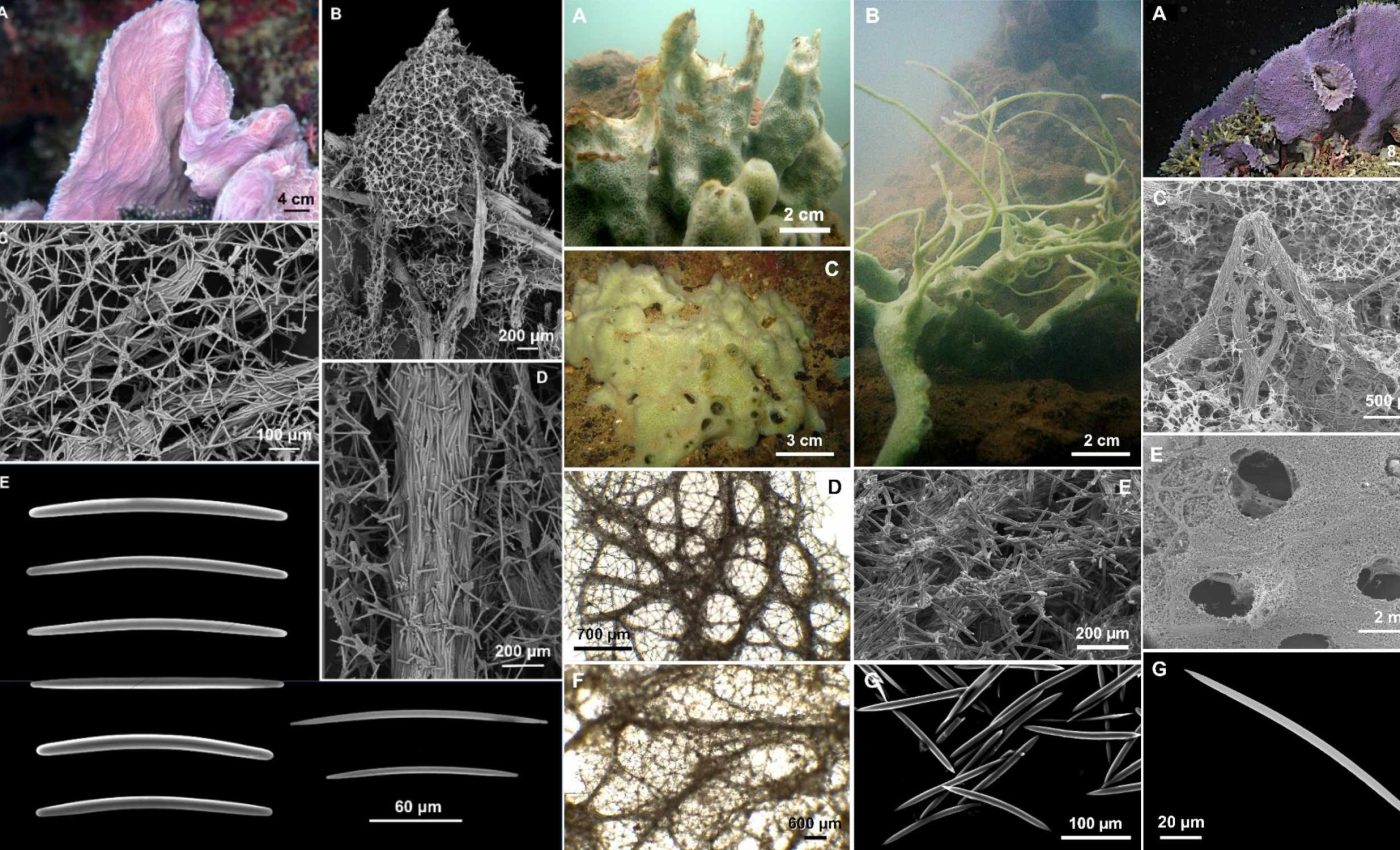 Extraordinary new species of giant sea sponge discovered
