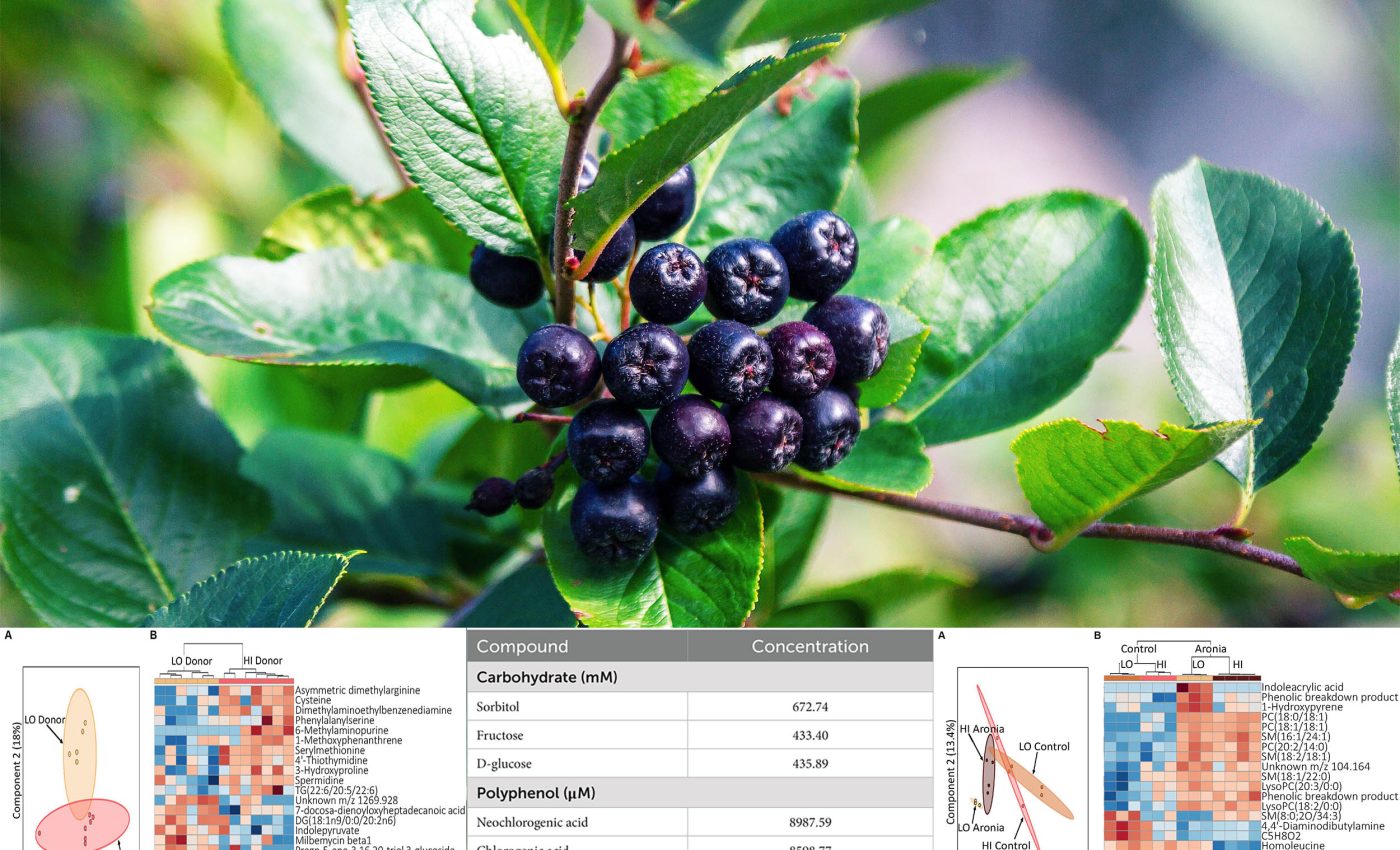 Vitamin-packed fruit called 'black gold' lowers blood sugar and blood pressure