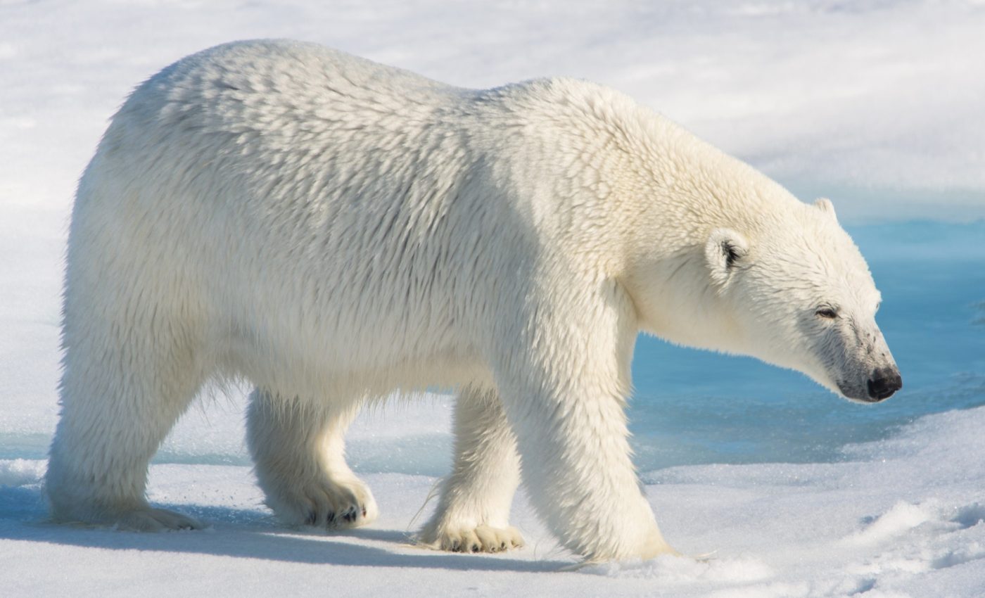 How polar bears keep the Arctic food web alive