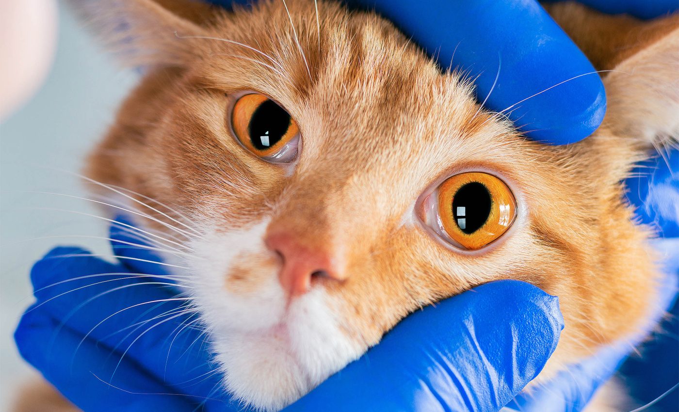 Common drug store creme offers new hope to pets with eye issues