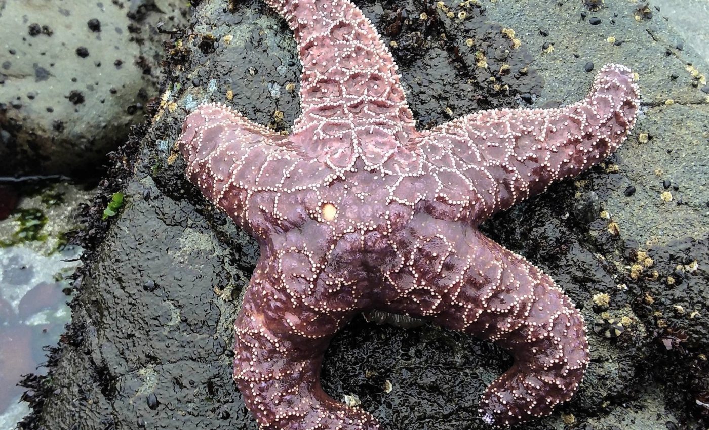 Sea stars rebound in a mysterious 'baby boom' after deadly disease