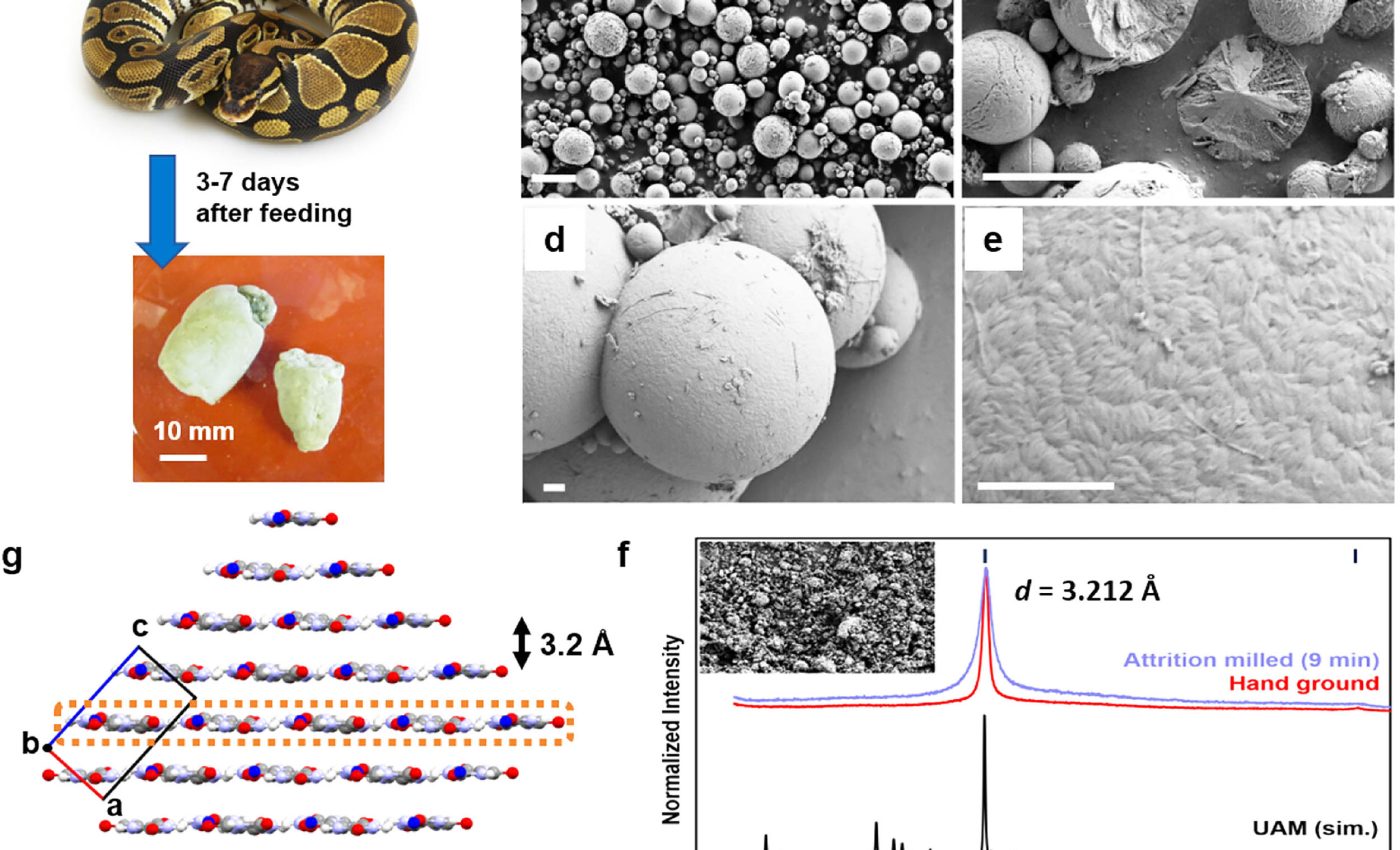 Reptiles don't urinate like humans, they 'pee' tiny crystals