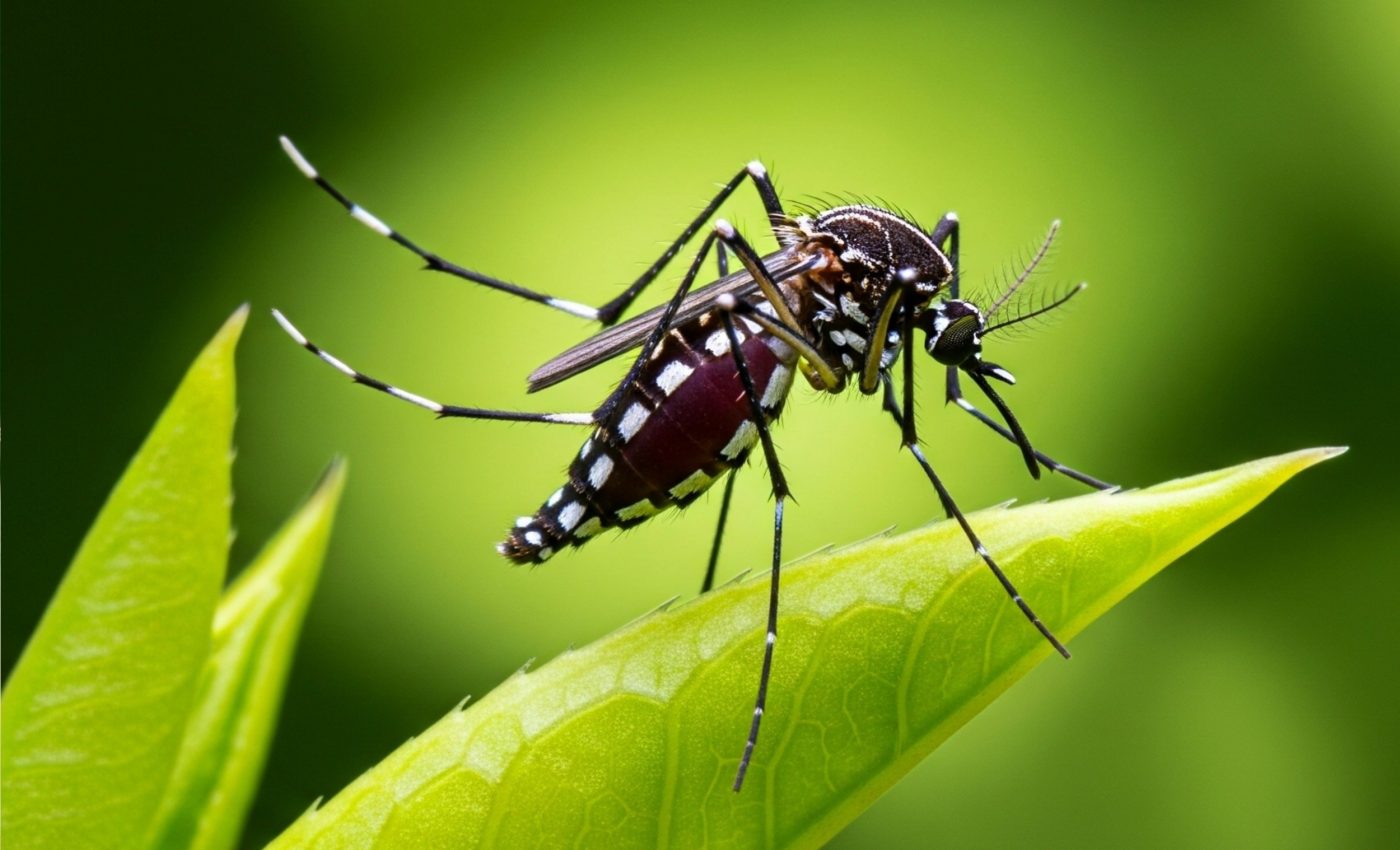 Female mosquitoes control mating with a single move