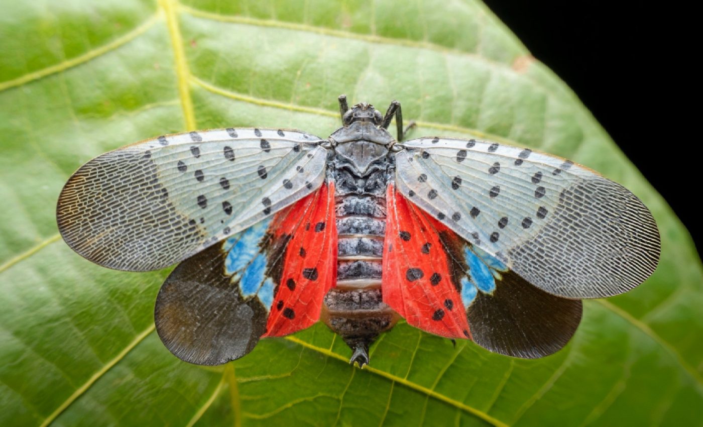 Lanternflies use a 'toxic shield' to avoid hungry birds