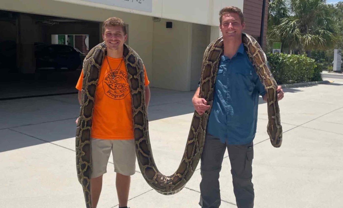 Burmese python as long as an adult giraffe is captured in Florida, setting a new record