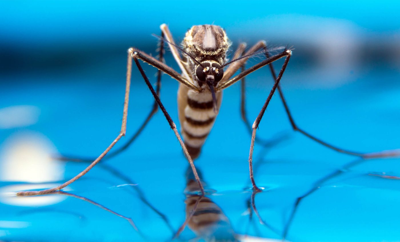 Scientists confirm that mosquitoes are now living in Iceland for the first time ever