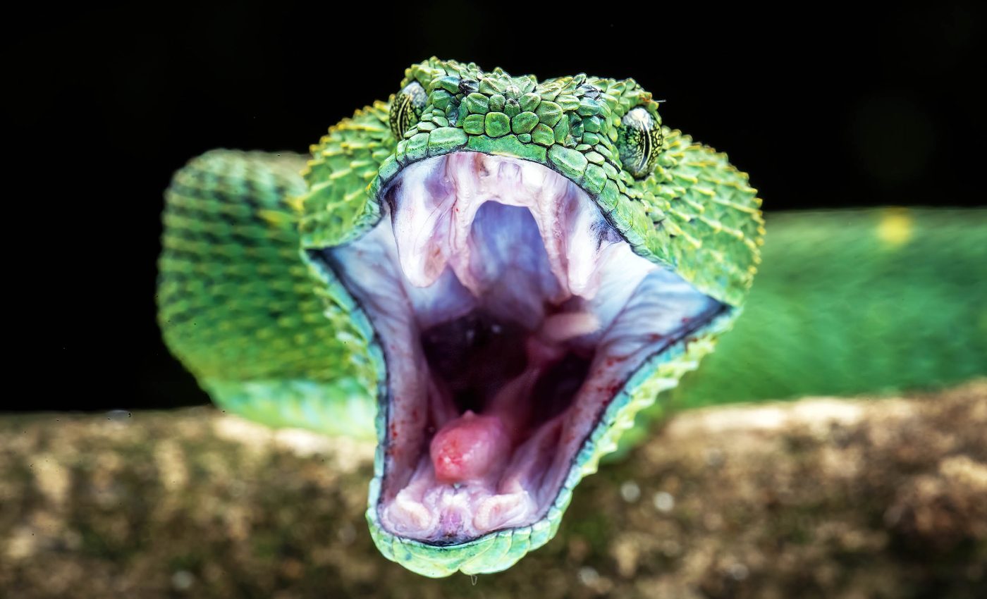 Snake strike speed measured for hundreds of species, video results are nothing short of stunning