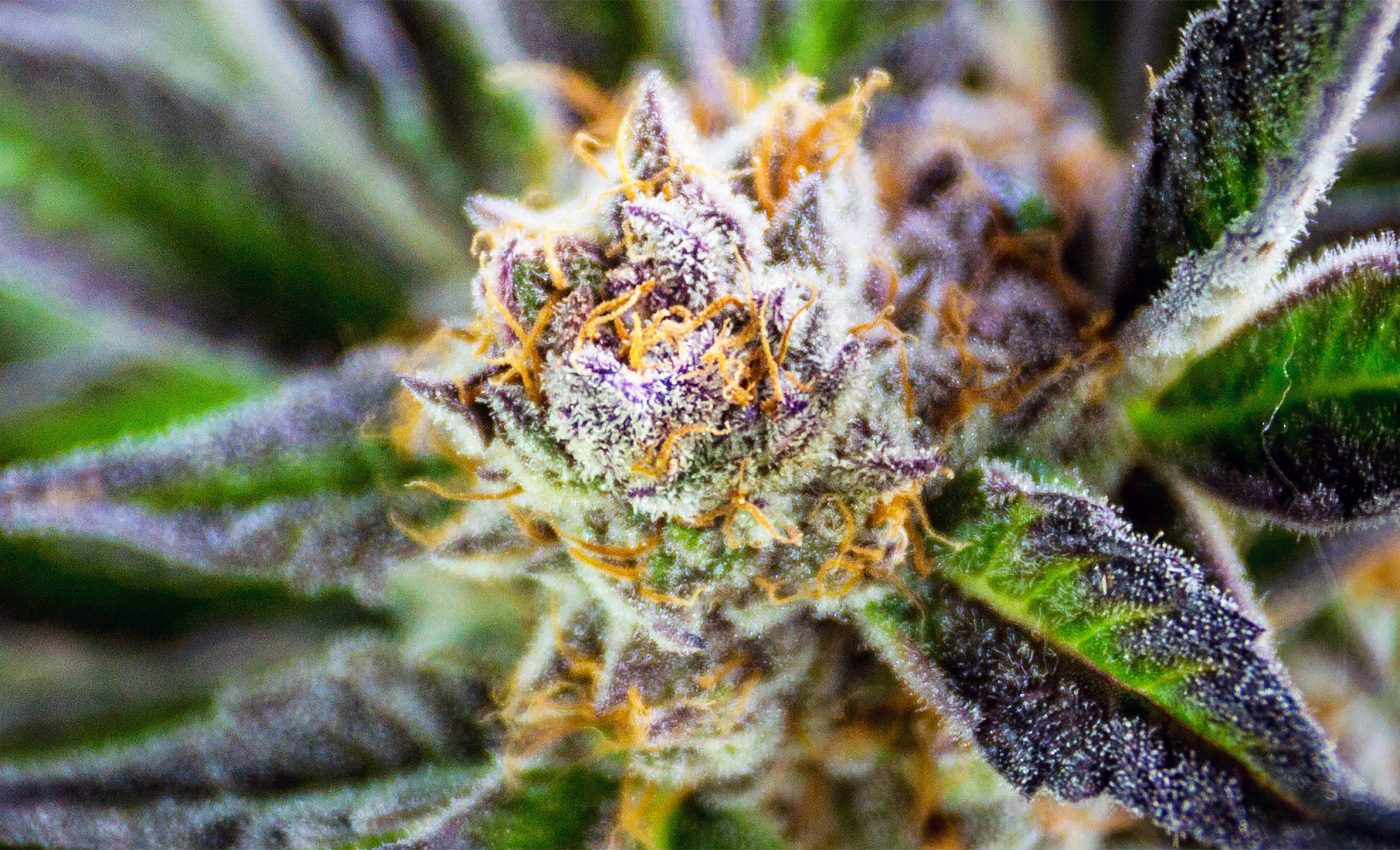 Another study shows marijuana use can alter DNA and leave chemical markers in blood