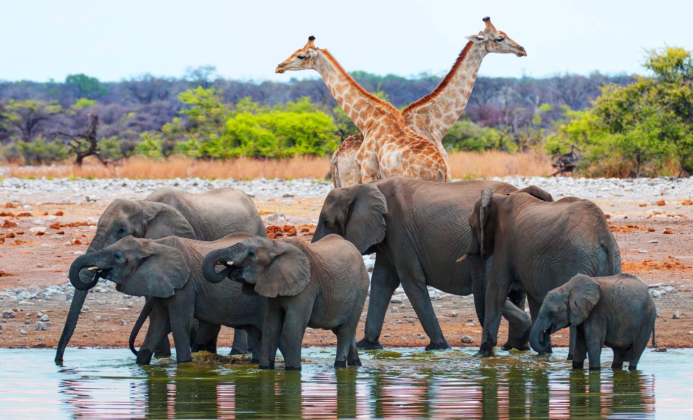 Africa's natural wildlife 'power' has nearly collapsed