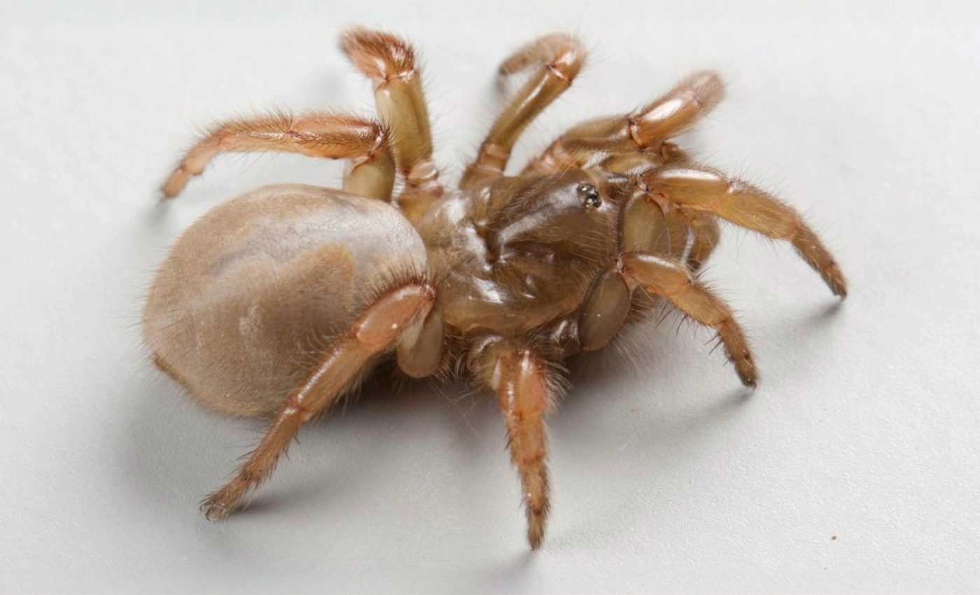 New trapdoor spider discovered under California beaches