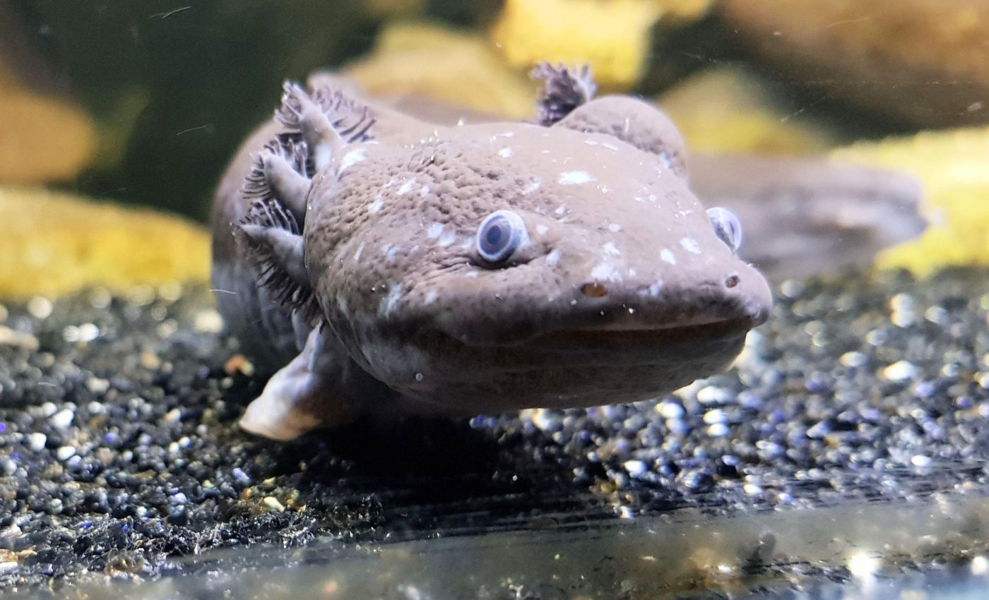 Fight or flight: How salamanders regrow body parts