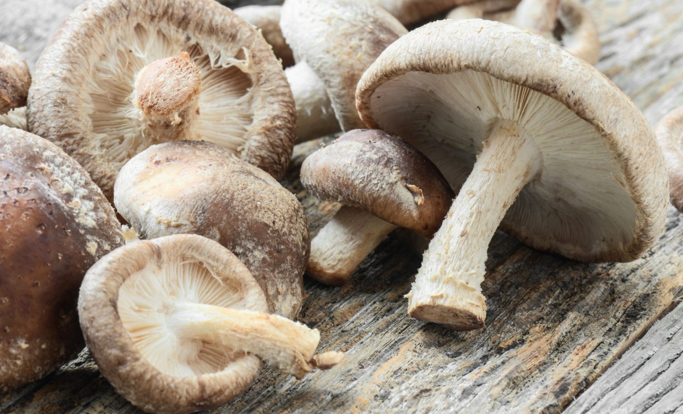 Edible mushrooms may be the computer chips of the future