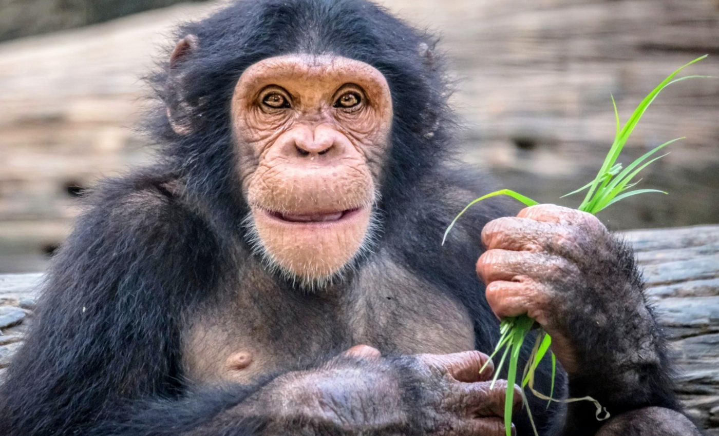 Chimps can reason and rethink their choices, just like humans