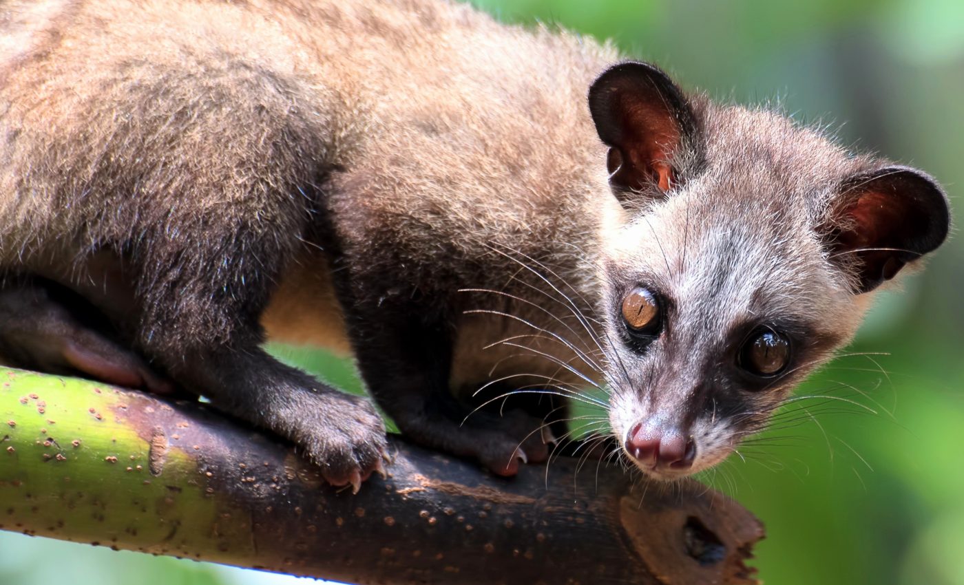 Wild civets may hold the secret to smoother coffee in their gut