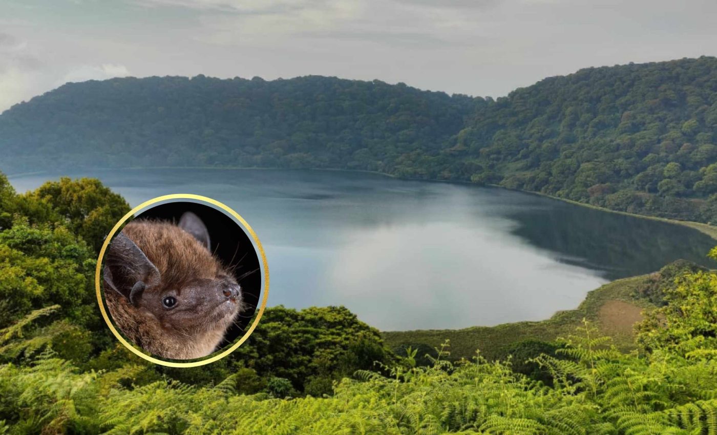 Scientists discover the 1,500th species of bat on the planet