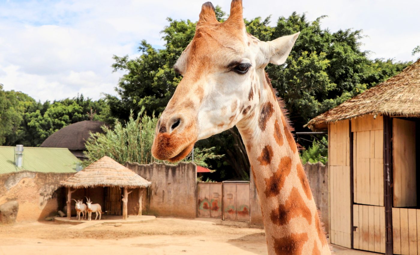 Why America’s zoo giraffes can’t save their wild cousins