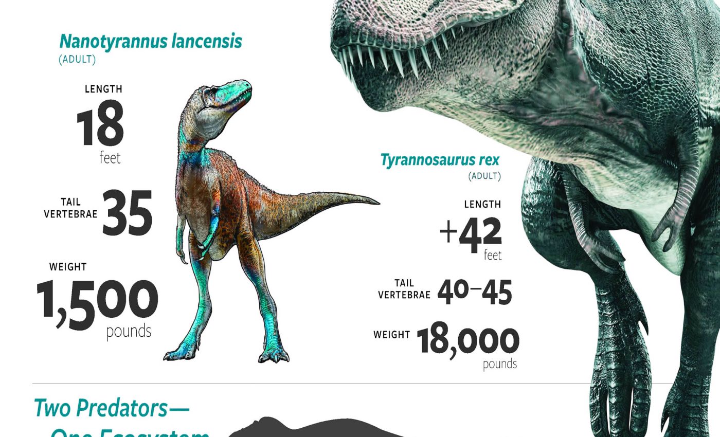 T. rex history is completely rewritten by the discovery of dinosaur named 'Nanotyrannus'