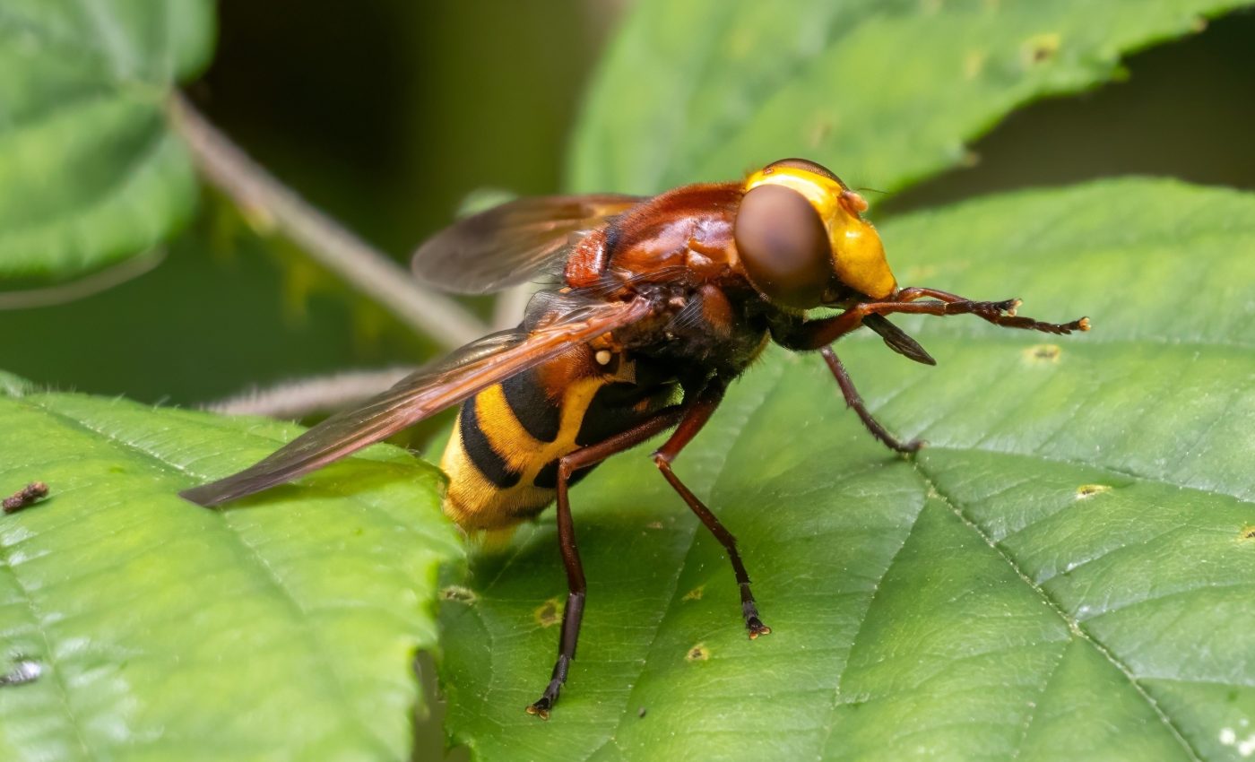 Night skies are going quiet - radar reveals steep insect declines