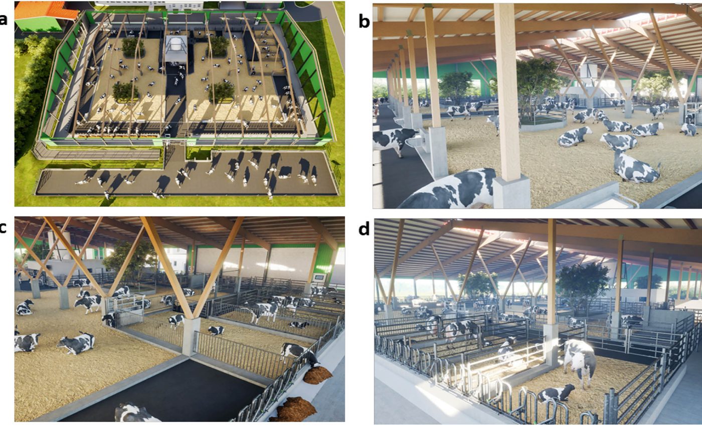 Dairy barn of the future: Allowing cows to roam free improves welfare and boosts production
