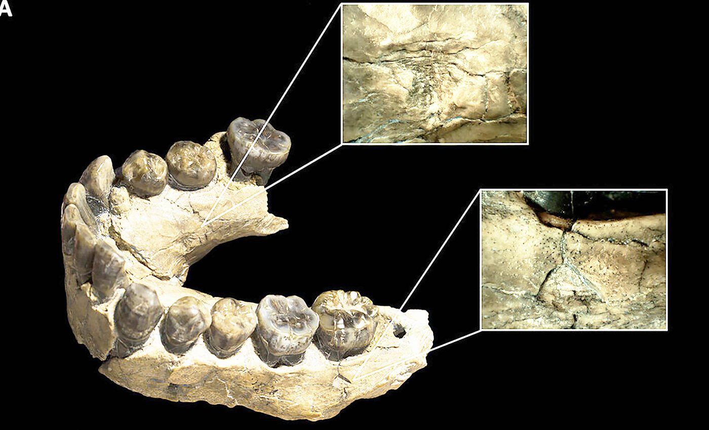 Bite marks on fossil bones show leopards hunted early humans