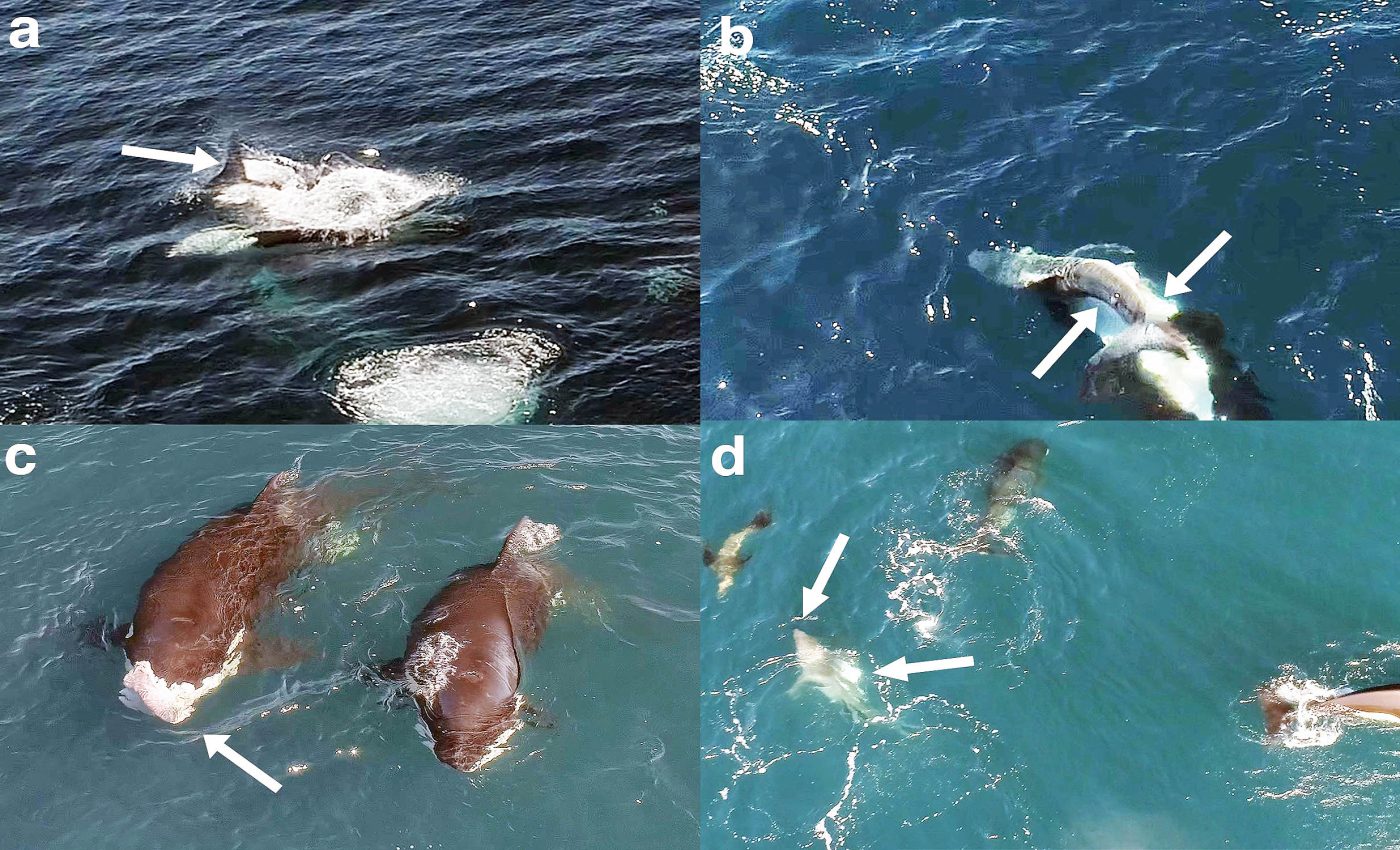 Video shows orcas killing great white sharks with a very unusual strategy