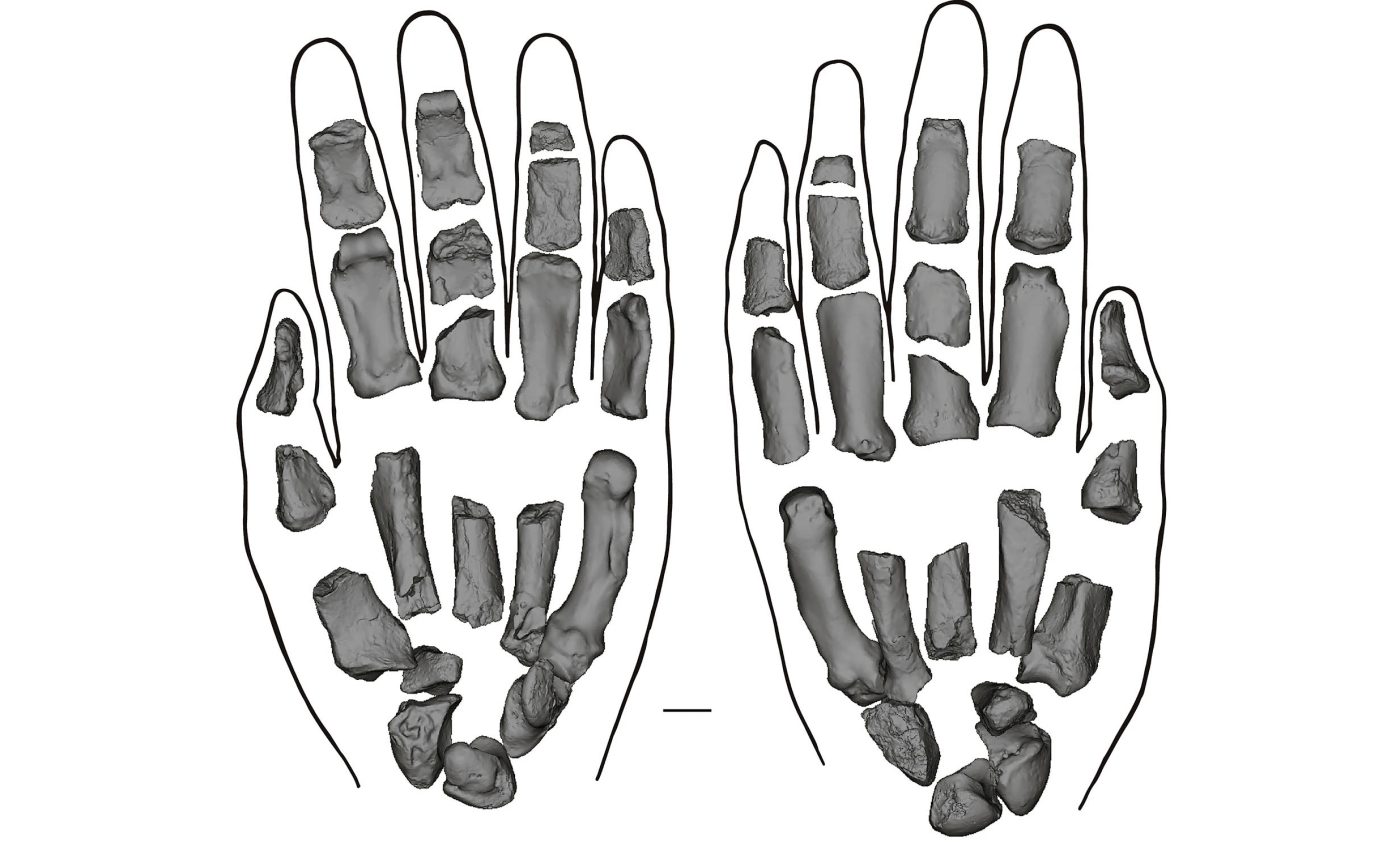 New fossil find shows robust human ancestor had huge thumbs that could make and use tools