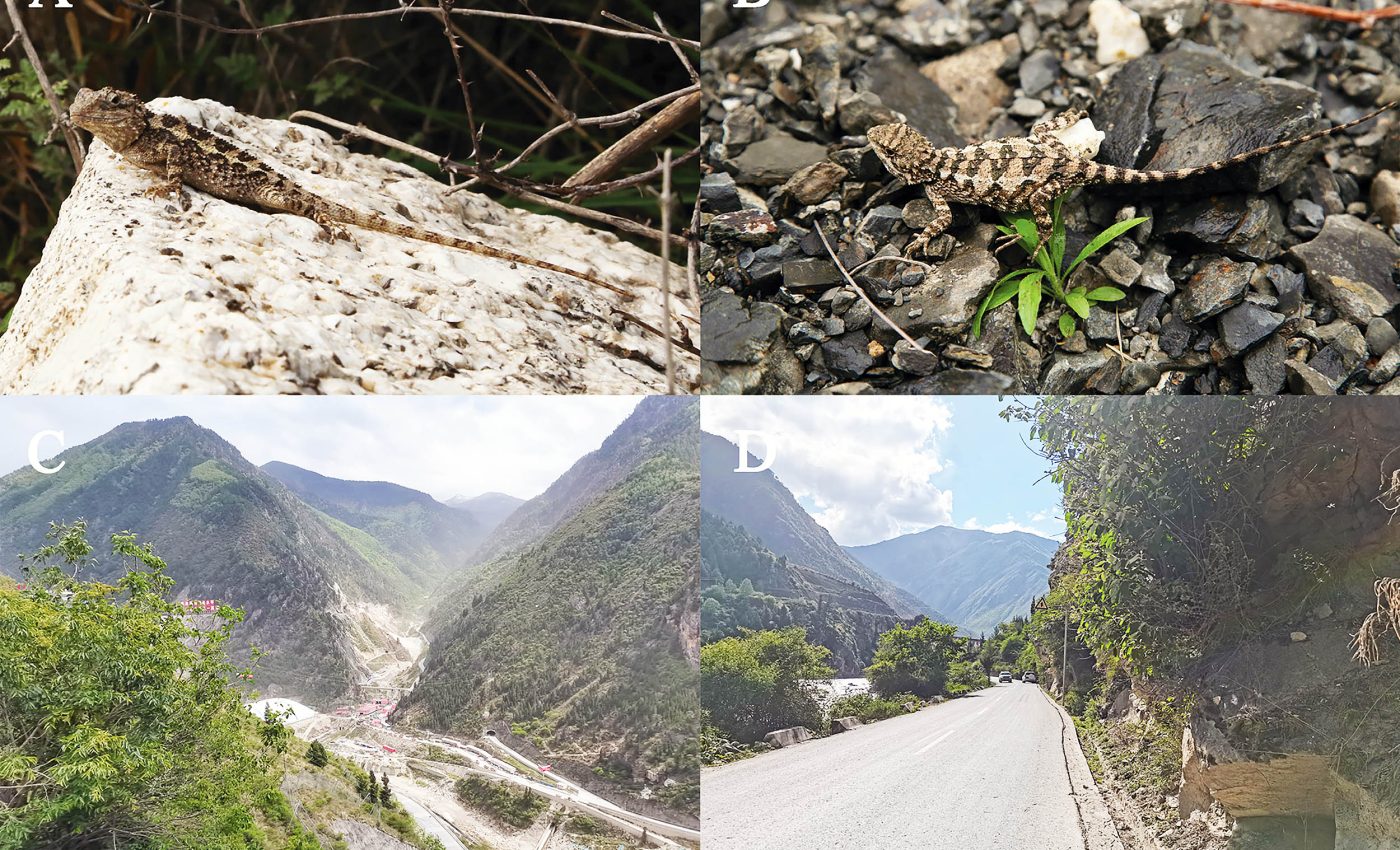 Unknown lizard species discovered has lemon-colored stripes